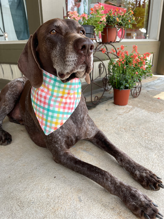Summer Plaid Dog Bandana