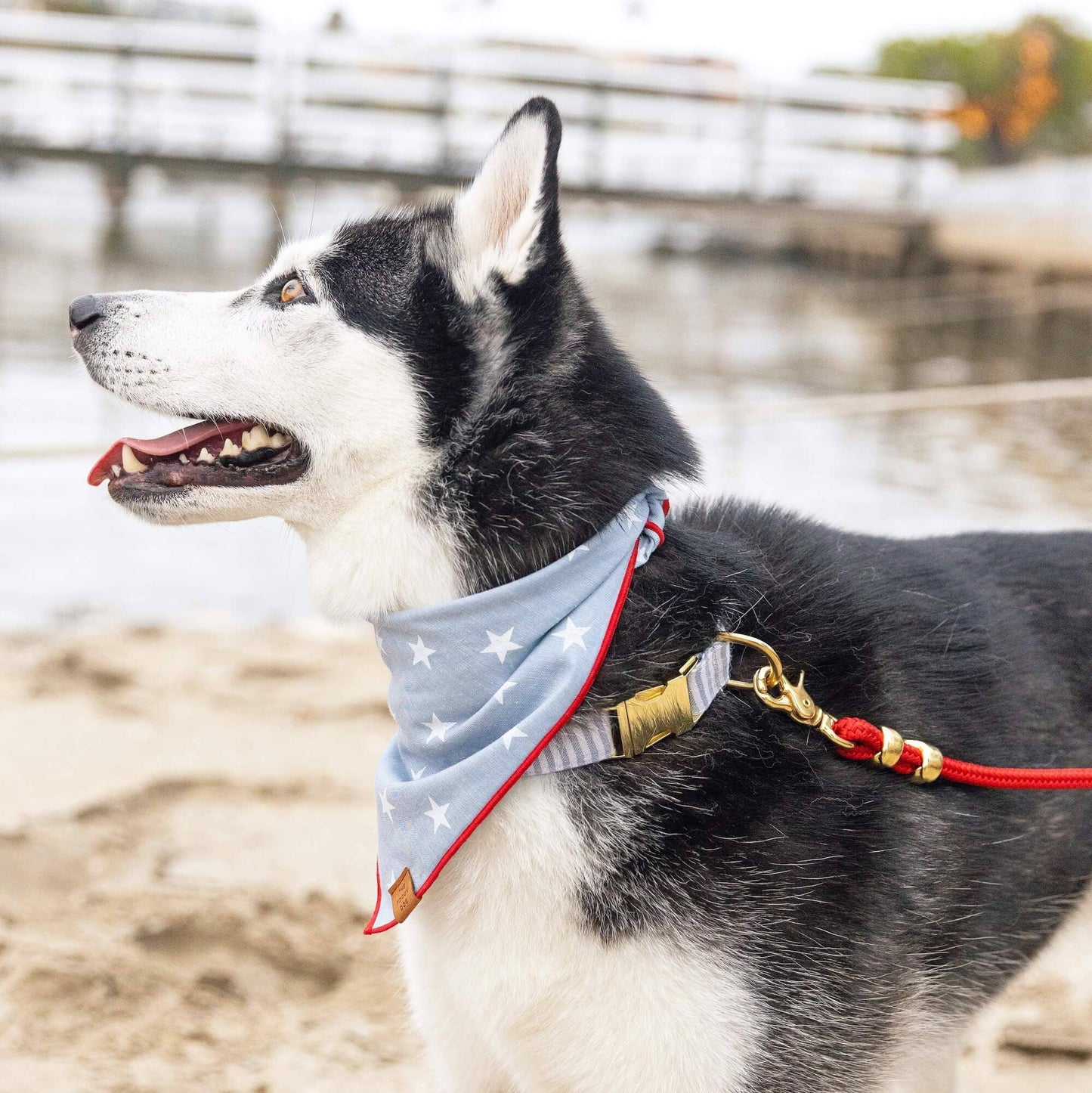 Liberty Dog Bandana: Medium