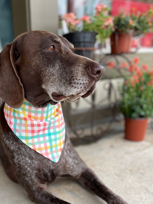 Summer Plaid Dog Bandana