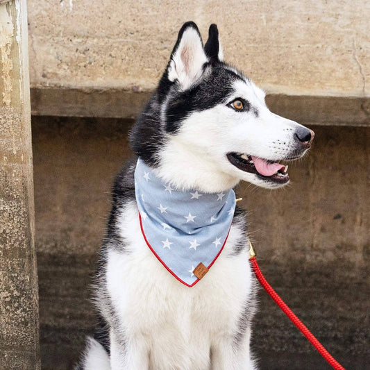 Liberty Dog Bandana: Large